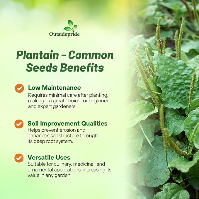 Outsidepride Common Green Plantain Seeds for Planting - 10,000 Pcs Perennial, Easy-to-Grow Herb Seeds for Culinary, Farm & Household Uses, Low-Growing Foliage for Tropical & Subtropical Climates