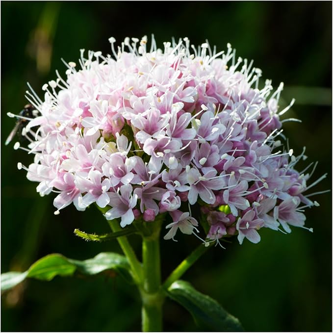 Seed Needs Valerian Seeds for Planting Stink Root Plants - Non-GMO Heirloom & Untreated Perennial Medicinal Herb Seed to Plant a Home Grown Outdoor Garden (2 Packs)