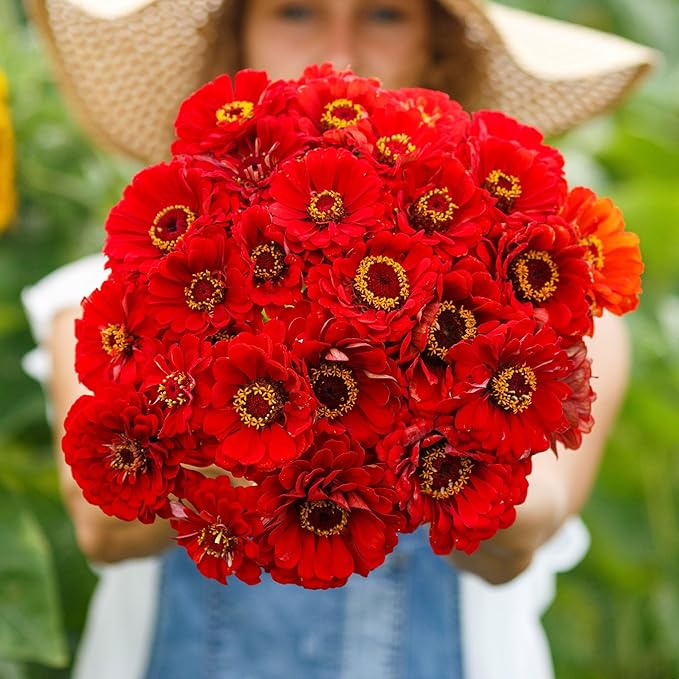 Eden Brothers Zinnia Seeds - Cherry Queen, Non-GMO Seeds for Planting, 1 oz | Low-Maintenance Flower Seeds, Plant During Spring, Zones 3, 4, 5, 6, 7, 8, 9, 10