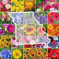 Eden Brothers Missouri Wildflower Mixed Seeds for Planting, 1 lb, 480,000+ Seeds with Lupine, Coreopsis | Attracts Pollinators, Plant in Spring or Fall, Zones