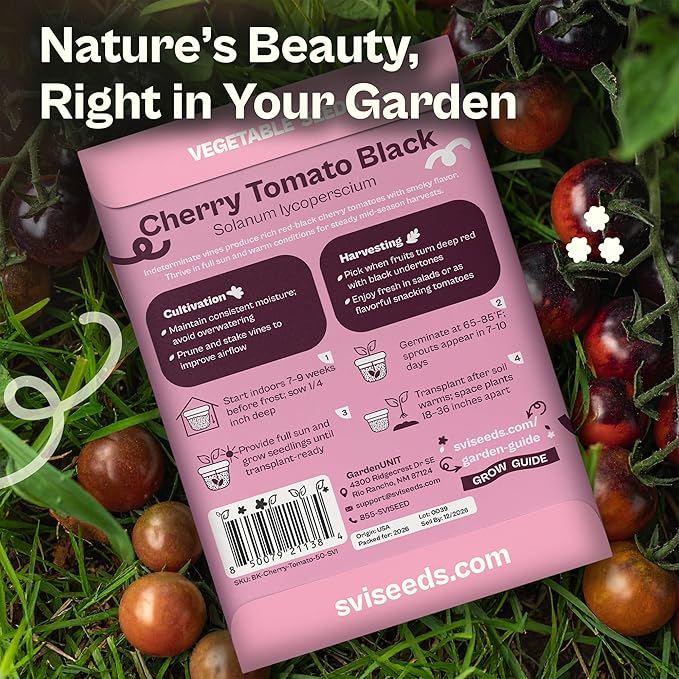 SVI 50 Black Cherry Tomato Seeds (Solanum lycoperscium) – Black Cherry Tomatoes Seed Packets, Sweet Heirloom Tomato On Vine – Non GMO Vegetable Seeds for Outdoor & Indoor Garden, Containers