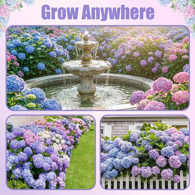 300+ Hydrangea Seeds Bulk Pack - Mixed Hydrangea Seeds Perennial Flower Seeds, Beginner-Friendly & Easy to Grow, Simple Seed-Start, for Garden Borders, Patio Containers & Partial Shade Beds