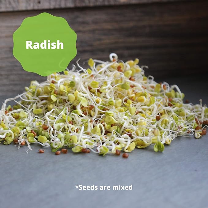 Handy Pantry Organic Salad Sprouting & Microgreens Mix – 35 LB – Non-GMO, High-Germination Blend of Alfalfa, Broccoli, Lentil, Mung Bean & Radish Seed – Fresh, Crisp Sprouts & Nutritious Micro Green