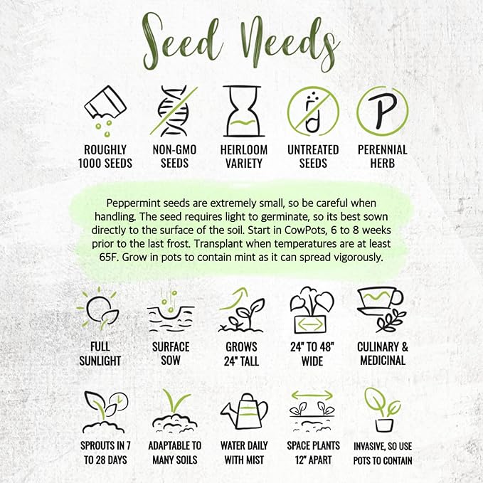 Seed Needs Peppermint Seeds for Planting - Non-GMO, Heirloom & Untreated - Medicinal/Culinary Herb to Plant a Home Grown Indoor or Outdoor Garden (2 Packs)