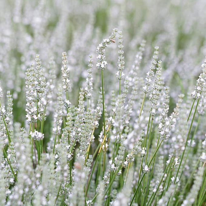 Outsidepride Ellagance Snow Lavender Seeds - 50 Pcs Perennial, Drought-Tolerant & Pollinator Friendly Herb Seeds for Planting Fragrant and Delicate Flowers with White Blooms for Xeriscaping Gardens