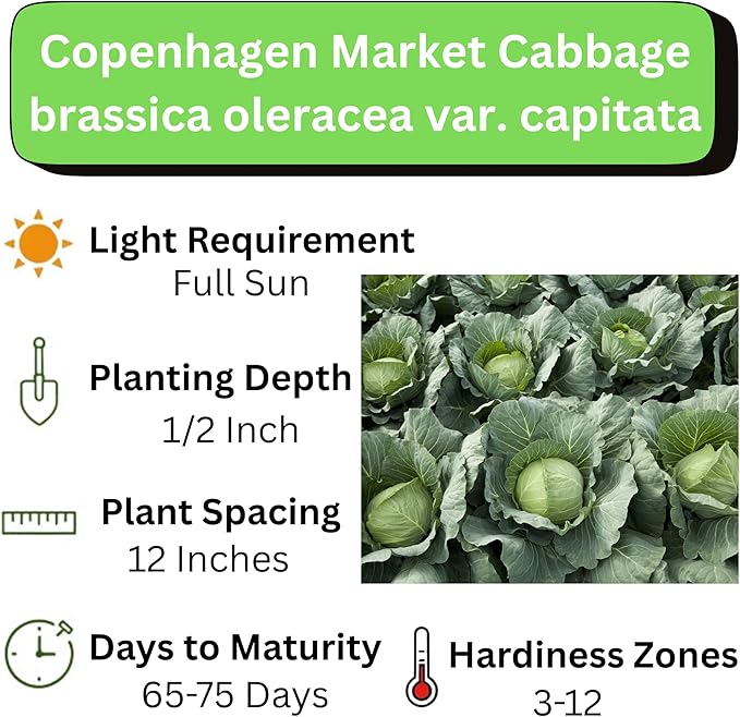 Copenhagen Cabbage Seeds for Planting – Plant & Grow Heirloom Copenhagen Cabbage in Home Outdoor Vegetable Garden, Brassica oleracea VAR. capitata – 1 Packet Approx 200 Seeds
