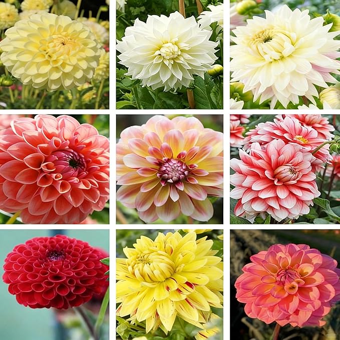 Dahlia Seeds for Planting, 400pcs Rare Perennial Garden Dahlia Flower Seeds Plants, Non-GMO Heirloom Beauty Flowers Home Garden for Outdoors