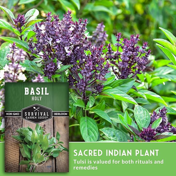 Holy Basil Seed for Planting - Indian Sacred Herb Tulsi Seeds to Grow in Your Home Vegetable Garden - Non-GMO Heirloom Variety - Survival Garden Seeds (3 Packs)