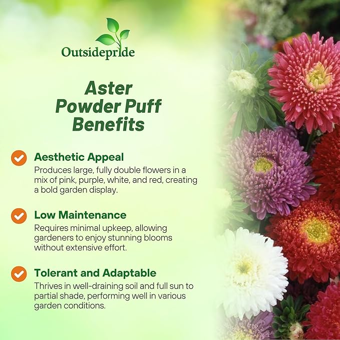Outsidepride 5,000 Pcs Aster Seeds - Powder Puff Annual, Hardy & Pollinator Friendly Flower Seeds for Planting Vibrant Mix, Ideal for Meadows & Aesthetic Gardens