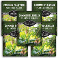 Plantain Seeds for Planting - Common Plantain (Plantago Major) Edible Broadleaf Medicinal Herb for Herbal Garden - Heirloom Non-GMO Open Pollinated - Survival Garden Seeds (5 Pack)