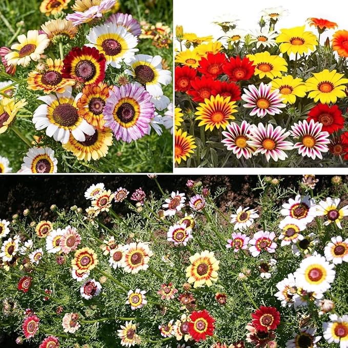 900 Perennial Painted Daisy Flower Seeds for Planting Outdoors-Chrysanthemum Carinatum Flower Garden Seeds