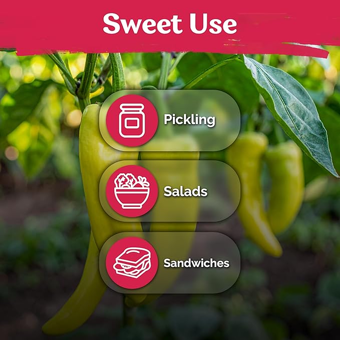 KVITER 100 Sweet Banana Pepper Seeds for Planting (Capsicum Annuum) – Yellow Bell Pepper Seed Packets – Non GMO Heirloom Vegetable Seeds for Planting Indoor Garden & Outdoor, Containers