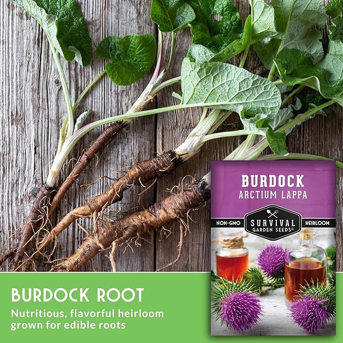 Burdock Root Seeds for Planting – Grow GOBO (Arctium lappa) Heirloom Root Vegetable – Non-GMO Medicinal Herb for Home Gardens – Survival Garden Seeds (3 Packs)