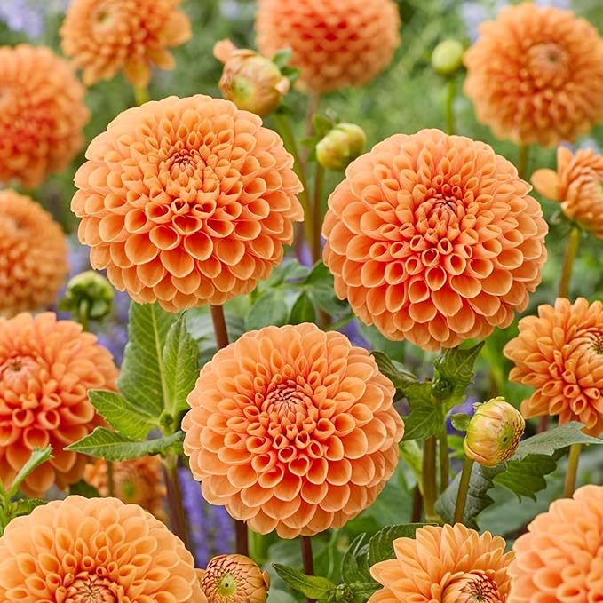 500+Perennial Dahlia Pompon Flower Seeds for Planting Outdoor-Dahlia Seeds Attracts Bees&Butterflies Non-GMO Heirloom