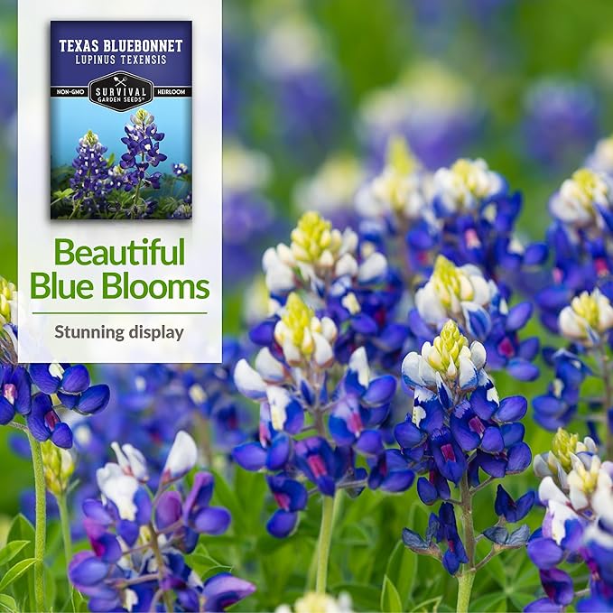 Texas Bluebonnet Seeds for Planting - 5 Packets with Instructions to Plant & Grow Lupinus Texenisis in Your Home Wildflower Garden - Non-GMO Heirloom Variety- Survival Garden Seeds - Drought Resistant