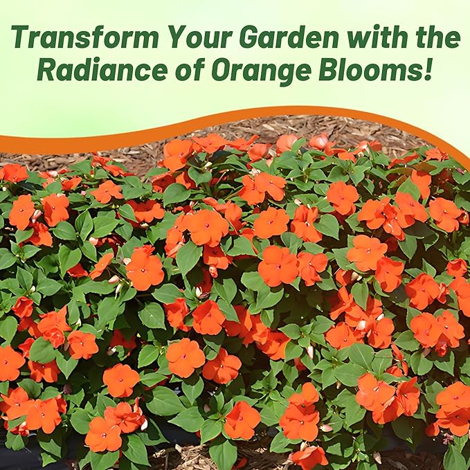 Outsidepride Beacon Orange Impatiens Flower Seeds - 50 Pcs Annual, Compact & Pollinator Friendly, Impatiens Seeds for Planting w/Vibrant, Abundant Blooms for Shade Gardens & Container Displays