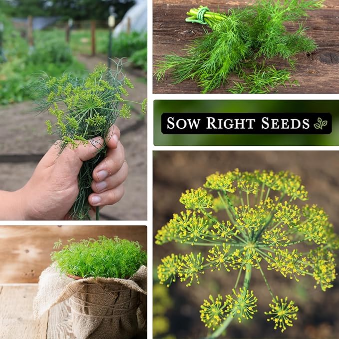 Sow Right Seeds - Dill Seed Collection for Planting - 2 Varieties Compact and Bouquet - Non-GMO Heirloom Packet with Instructions to Grow Kitchen Herb Garden - Indoors or Outdoors - Fragrant Culinary