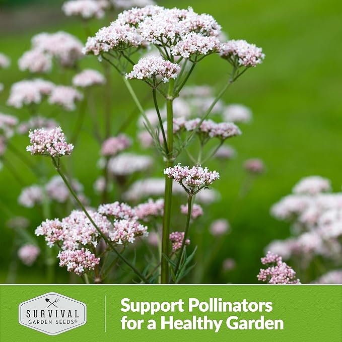 Survival Garden Seeds - Valerian Seeds for Planting - 1 Packet with Instructions to Plant and Grow Medicinal Herb Valeriana Officinalis in Your Home Herb Garden - Non-GMO Heirloom