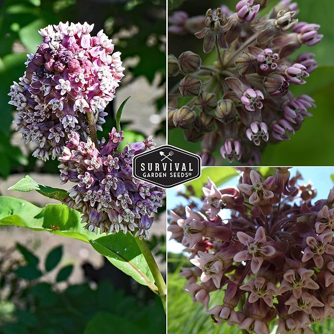 Common Milkweed Seeds for Planting - 3 Packets with Instructions Grow Asclepias Syriaca Wildflowers - Attract Monarch Butterflies & Help Conservation Non-GMO Heirloom Variety - Survival Garden Seeds