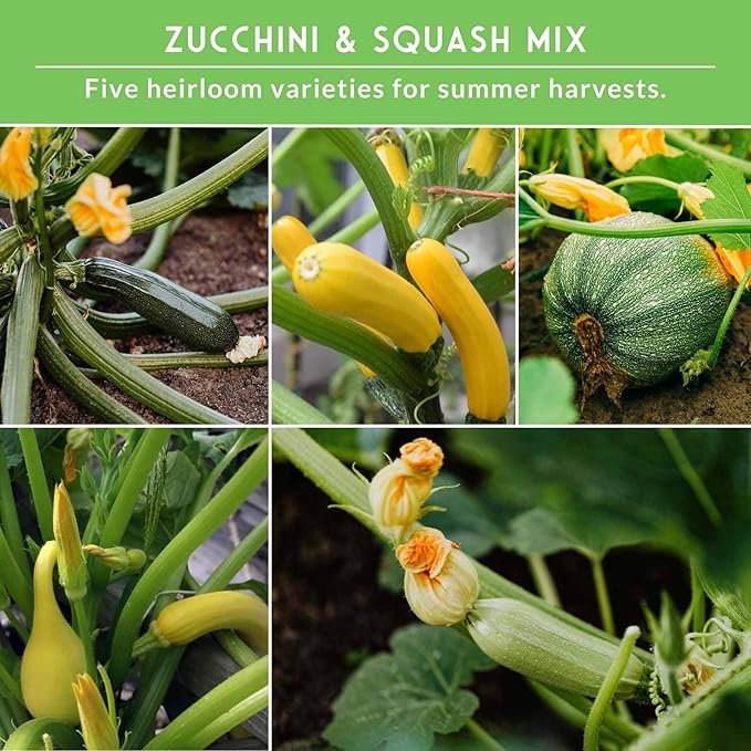 Survival Garden Seeds Zucchini & Squash Collection Seed Vault - Non-GMO Heirloom Seeds for Planting Vegetables - Assortment of Golden, Round, Grey, Black Beauty Zucchinis, Straight Neck Summer Squash