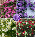 Mix Climbing Rose Rosa Seeds Bush Vine Climber Fragrant Butterfly Rare Non-GMO Heirloom Variety for Your Garden 100pcs