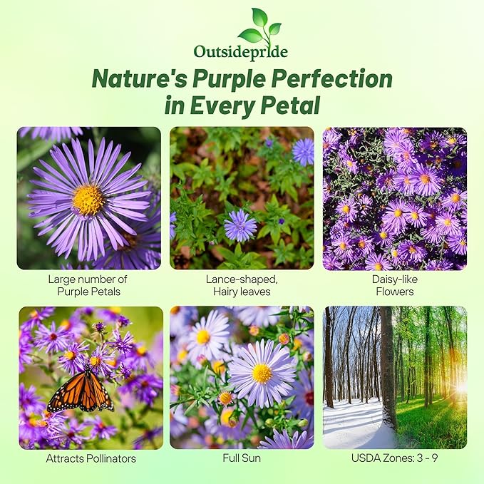 Outsidepride New England Aster Seeds - 1000 Pcs Perennial, Hardy & Pollinator Friendly Flower Seeds for Planting Vibrant Purple Blooms and Lance-Shaped Leaves, Ideal for Meadows & Aesthetic Gardens