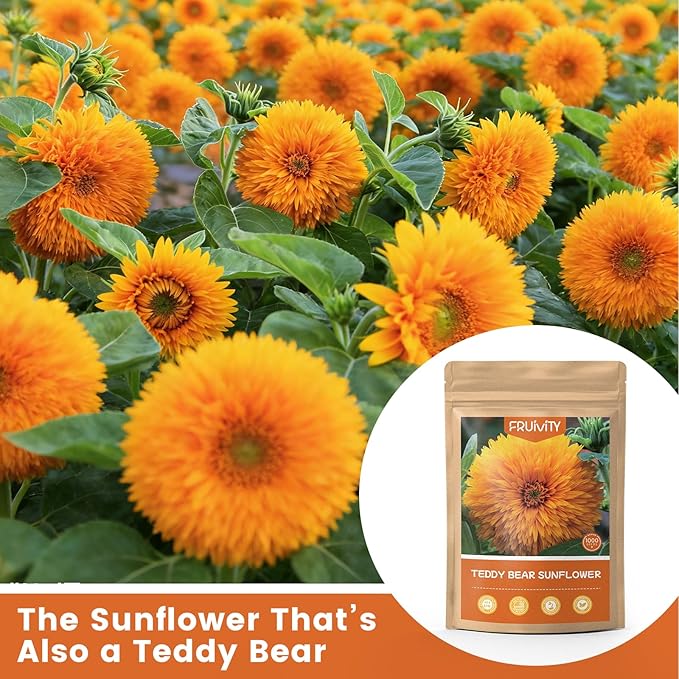 1000+ Teddy Bear Sunflower Seeds to Plant, Non-GMO Heirloom Flower Seeds for Planting, Dwarf Variety, Gardens & Borders - Easy to Grow with High Germination Rate, Perfect for Beginners