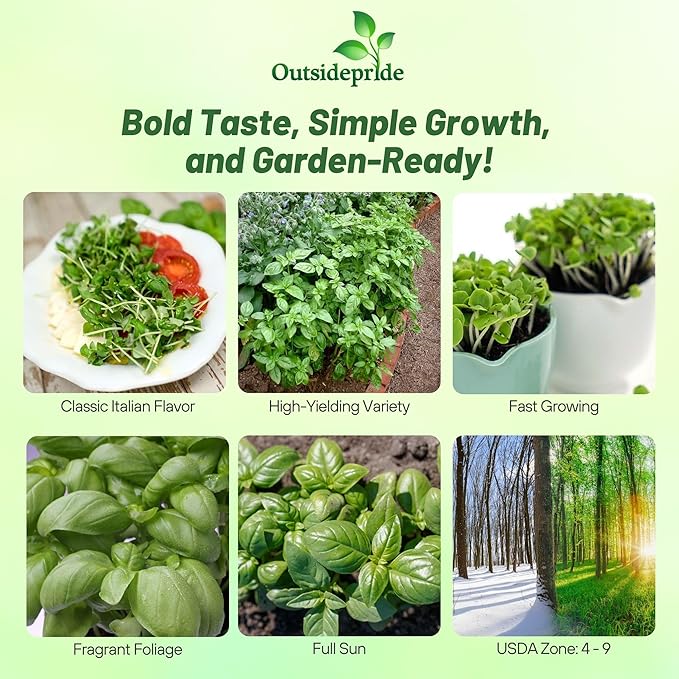 Outsidepride Genovese Sweet Basil Seeds for Planting - 1/2 lb. Easy to Grow Annual Herb Garden Seeds with Aromatic & Flavorful Foliage for Containers, Companion Planting, Indoors & Outdoors
