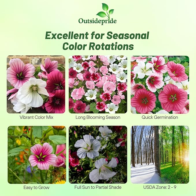 Outsidepride Annual Mallow Malope Mix Seeds - 2000 Pcs. Annual, Easy to Grow & Pollinator Friendly, Flower Seeds for Planting Showy & Vibrant Mixed Blooms for Landscaping & Cut Flower Arrangements