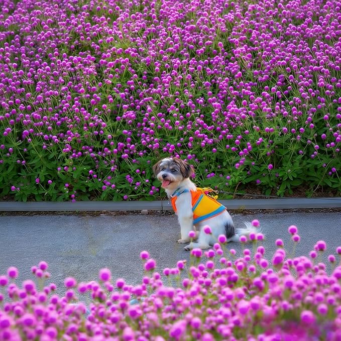 Mixed Globe Amaranth Seeds - 300 Pcs Annual, Heat & Drought Tolerant, Pollinator Friendly | Vibrant Pom Pom Blooms for Beds, Borders, Cut Flowers & Dried Arrangements, Non-GMO Heirloom