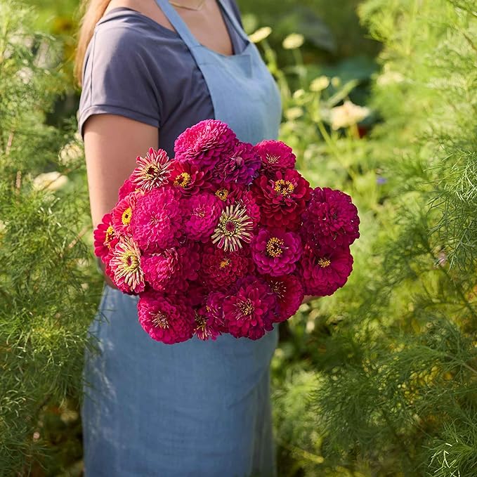 Eden Brothers Zinnia Benary Giant Wine - Packet, Non-GMO Seeds for Planting, Packet | Low-Maintenance Flower Seeds, Plant During Spring, Zones 2, 3, 4, 5, 6, 7, 8, 9, 10