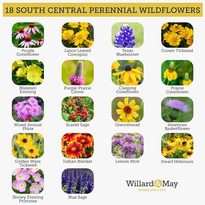 Willard & May South Central All Perennial Wildflower Seed Mix, 125,000+ Flower Seeds, 18 Varieties, Heat and Drought Tolerant, Pollinator Friendly, Plant in Spring or Fall (1/4 Pound)