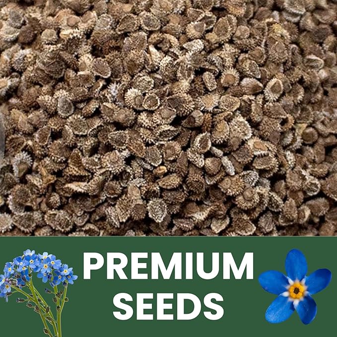 Chinese Forget Me Not – 4,000 Seeds for Planting – 2026 Season – 1 Ounce Pouch