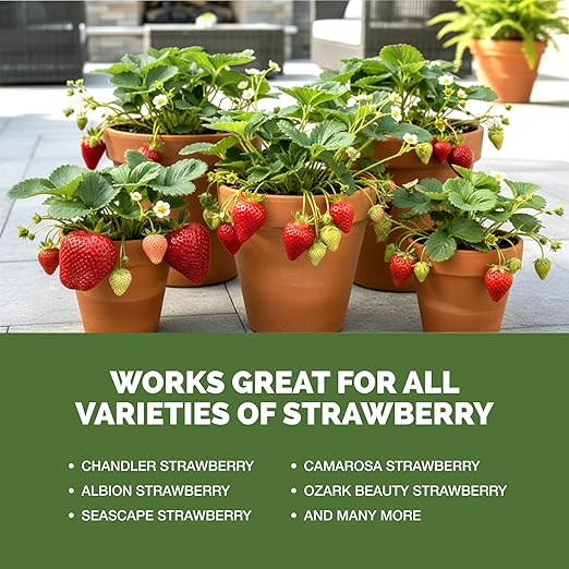 Strawberry Fertilizer – Liquid Strawberry Plant Food for Better Berry Production & Healthy Growth, 1 Gallon