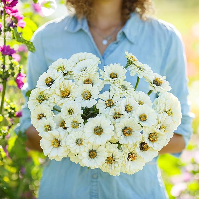 Eden Brothers Zinnia Seeds - Polar Bear, Non-GMO Seeds for Planting, 1 oz | Low-Maintenance Flower Seeds, Plant During Spring, Zones 3, 4, 5, 6, 7, 8, 9, 10