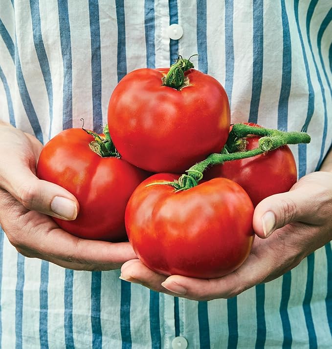 Burpee 'Rutgers' Heirloom Slicing Tomato 125 Non-GMO Seeds