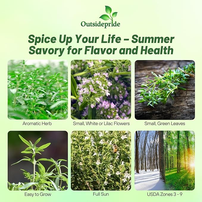 Outsidepride Summer Savory Seeds - 1/4 lb Annual Culinary Herb Seeds for Planting with Aromatic Leaves, Drought Tolerant & Compact for Container, Raised Bed, & Kitchen Herb Garden