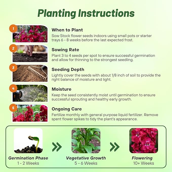 Outsidepride Ten Week Crimson Mattiola Stock Seeds - 1000 Pcs Annual Flower Seeds for Planting with Fragrant Blooms That Attract Pollinators, Compact Growth, for Cut Flower Arrangements & Containers