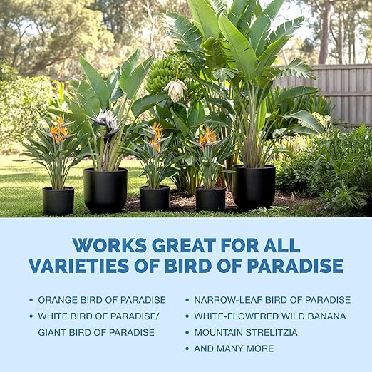 TPS NUTRIENTS Bird of Paradise Fertilizer for All Strelitzia Plants, Liquid Plant Food, 32 oz (1 Quart)