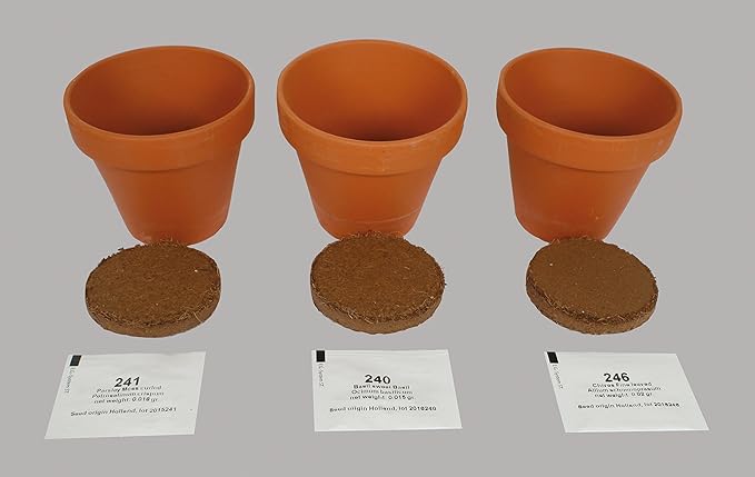 TotalGreen Holland | Herb Trio Grow Kit | Grow Basil Plant, Parsley and Chives this Summer | Grow a Herb Garden From Seed in Terra Cotta Pots | Non-GMO Live Plants