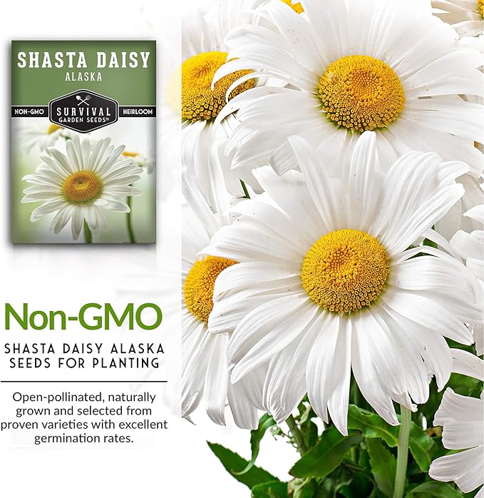 Shasta Daisy Seeds for Planting - Heirloom Perennial White Daisies with Yellow Centers - Classic Flowers for Garden Beds and Cut Flowers - Survival Garden Seeds (5 Pack)