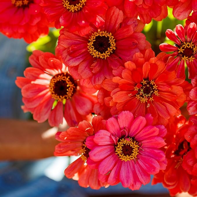 Eden Brothers Zinnia Seeds - Salmon Queen, Non-GMO Seeds for Planting, 1 lb | Low-Maintenance Flower Seeds, Plant During Spring, Zones 3, 4, 5, 6, 7, 8, 9, 10