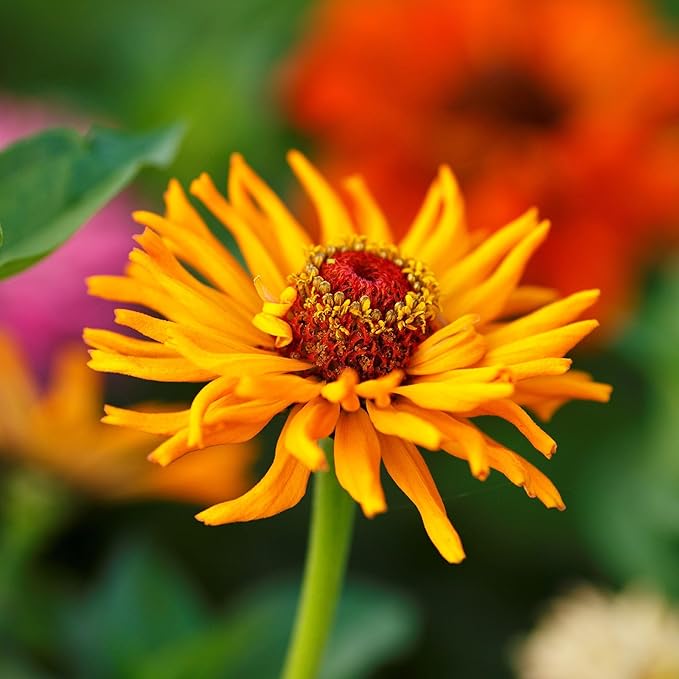 Eden Brothers Zinnia Seeds - Cactus Flowered, Non-GMO Seeds for Planting, 1 oz | Low-Maintenance Flower Seeds, Plant During Spring, Zones 3, 4, 5, 6, 7, 8, 9, 10