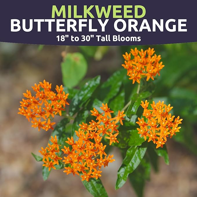 Butterfly Orange Milkweed - Large 600mg Envelope - 100 Flower Seeds for Planting - Asclepias tuberosa