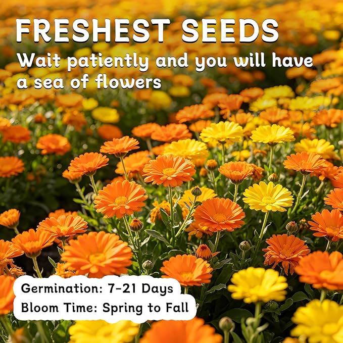 LUOJIBIE Calendula Seeds, Calendula Seeds for Planting Outdoor & Indoor, 8,000+ Pacific Beauty Mix Annual Flower Seeds Bulk, Non-GMO Flower Seeds, Large Blooms, Easy to Grow