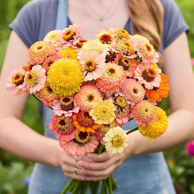 Eden Brothers Zinnia Seeds - Cresto! Peaches and Cream