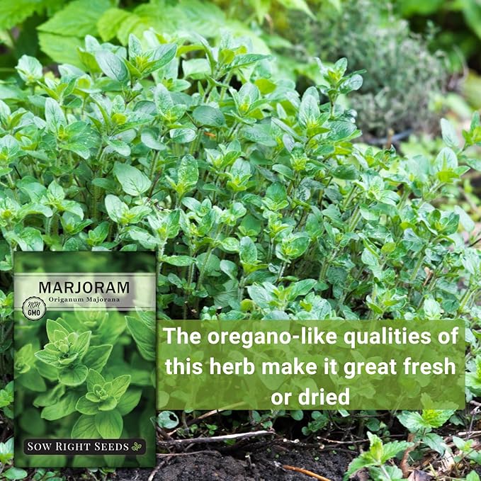 Sow Right Seeds - Marjoram Seeds for Plantin - Non-GMO Heirloom Packet with Instructions to Grow A Beautiful Herb Garden - Plant Indoors and Outdoors - Savory Culinary Herb in The Kitchen (3)