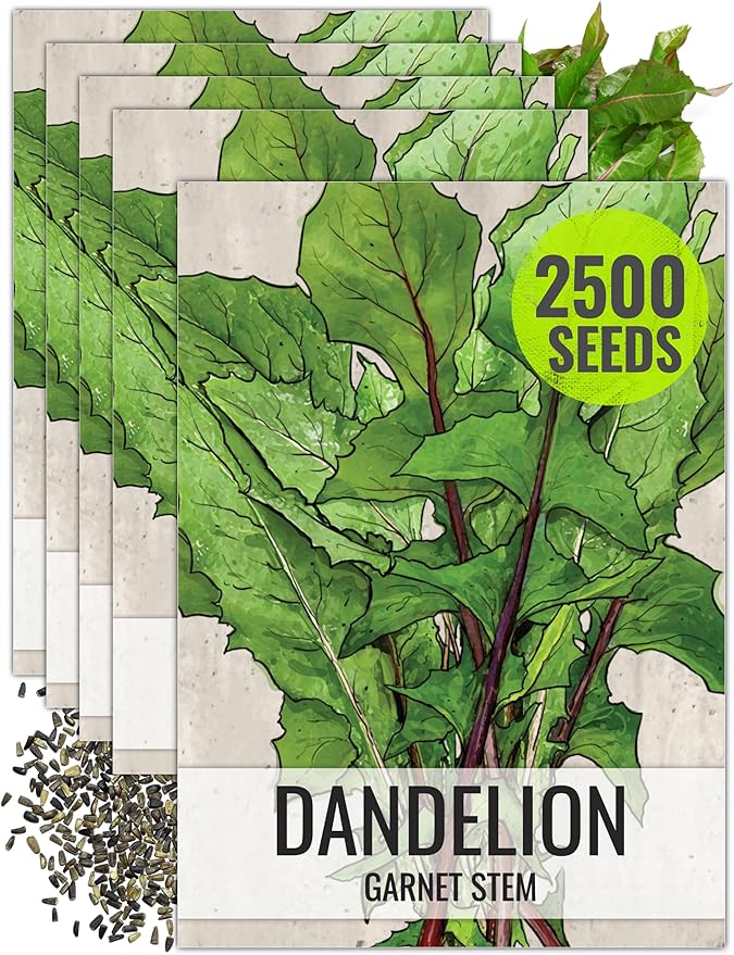 Seed Needs Garnet Stem Dandelion Seeds for Planting - Non-GMO, Heirloom & Untreated Edible Herbs - Grow Your own Food for Tortoises, Rabbits & Bearded Dragons (5 Packs)