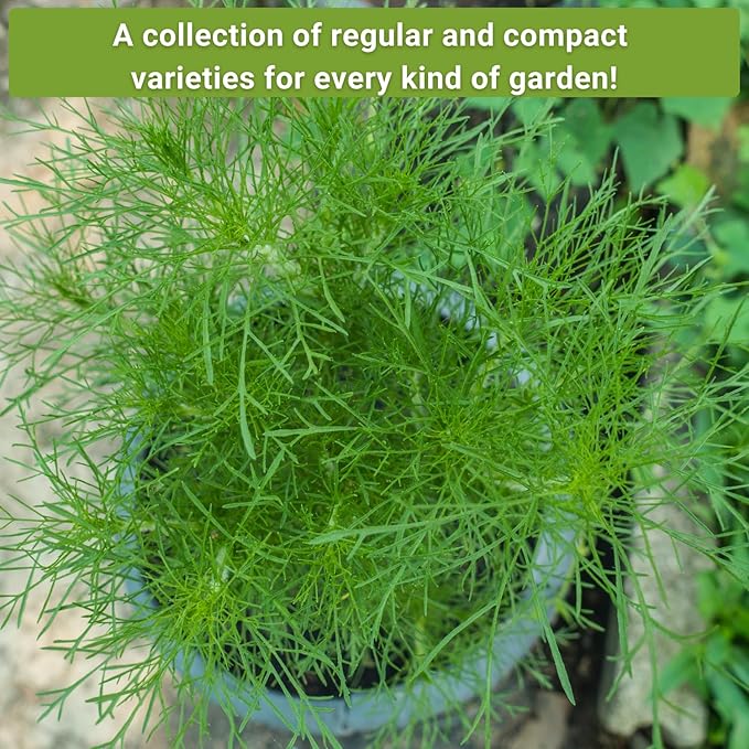 Sow Right Seeds - Dill Seed Collection for Planting - 2 Varieties Compact and Bouquet - Non-GMO Heirloom Packet with Instructions to Grow Kitchen Herb Garden - Indoors or Outdoors - Fragrant Culinary
