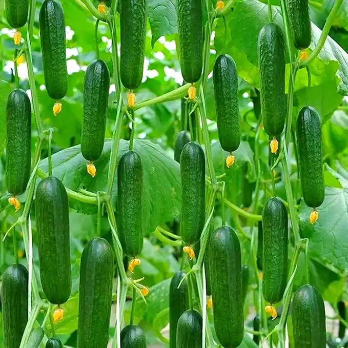 Organic Cucumber Seeds for Planting, 100pcs Cucumber Vegetable Fruits Seeds, Non-GMO Heirloom Vegetables Plants Home Fresh Food Garden for Outdoors Indoors